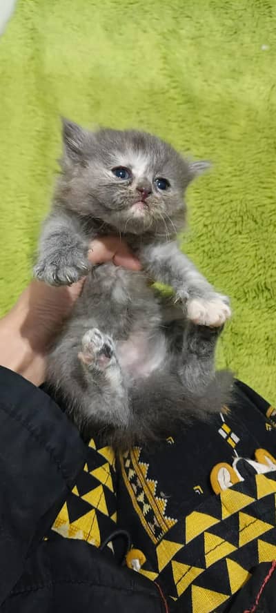 cute kittens for sale