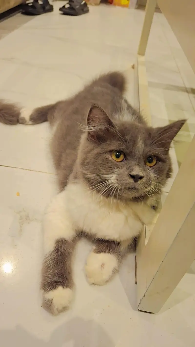 Persian cats pair — photo 3