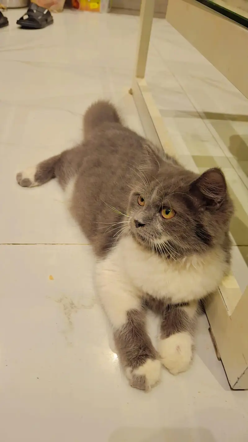 Persian cats pair — photo 4