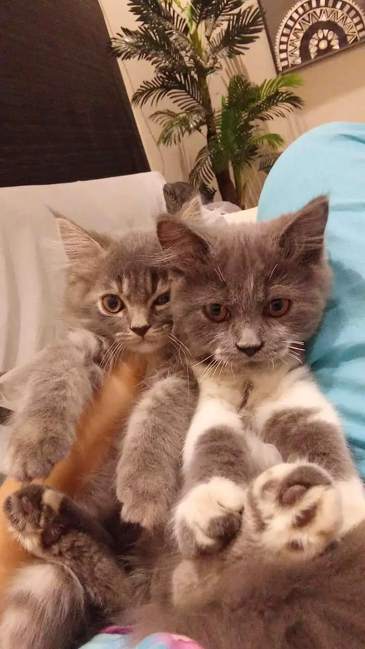 Persian cats pair — photo 5