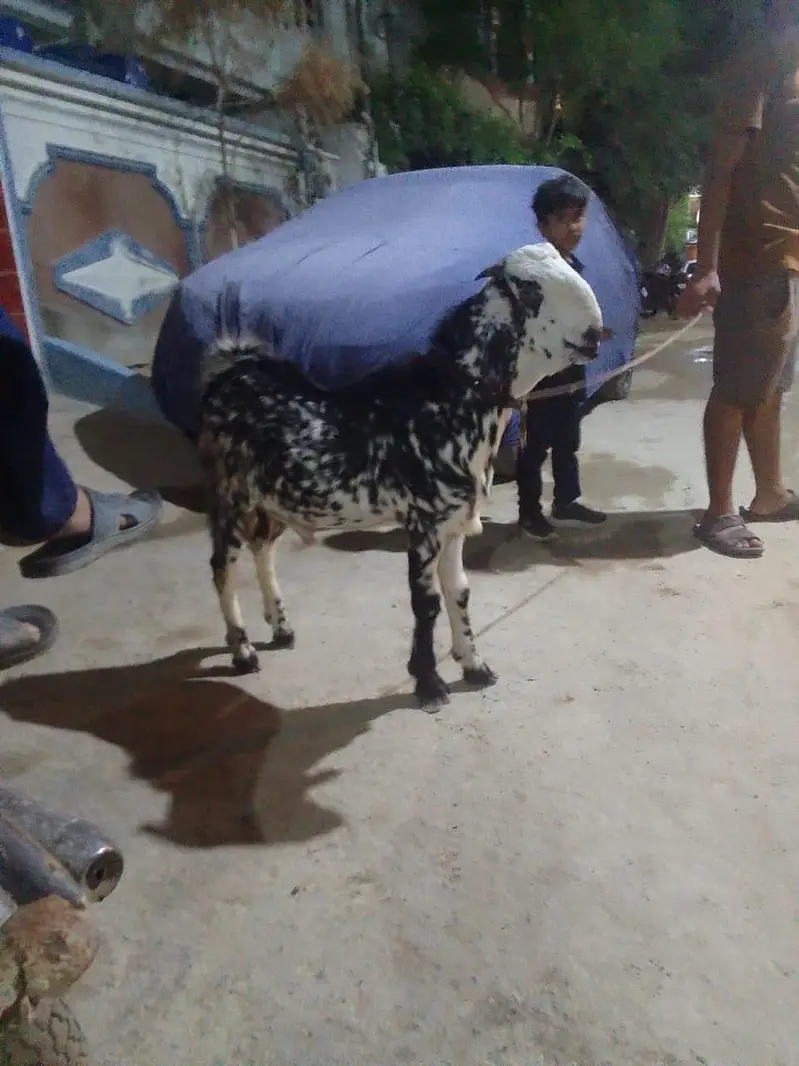tota puri 7 mahina ka ha