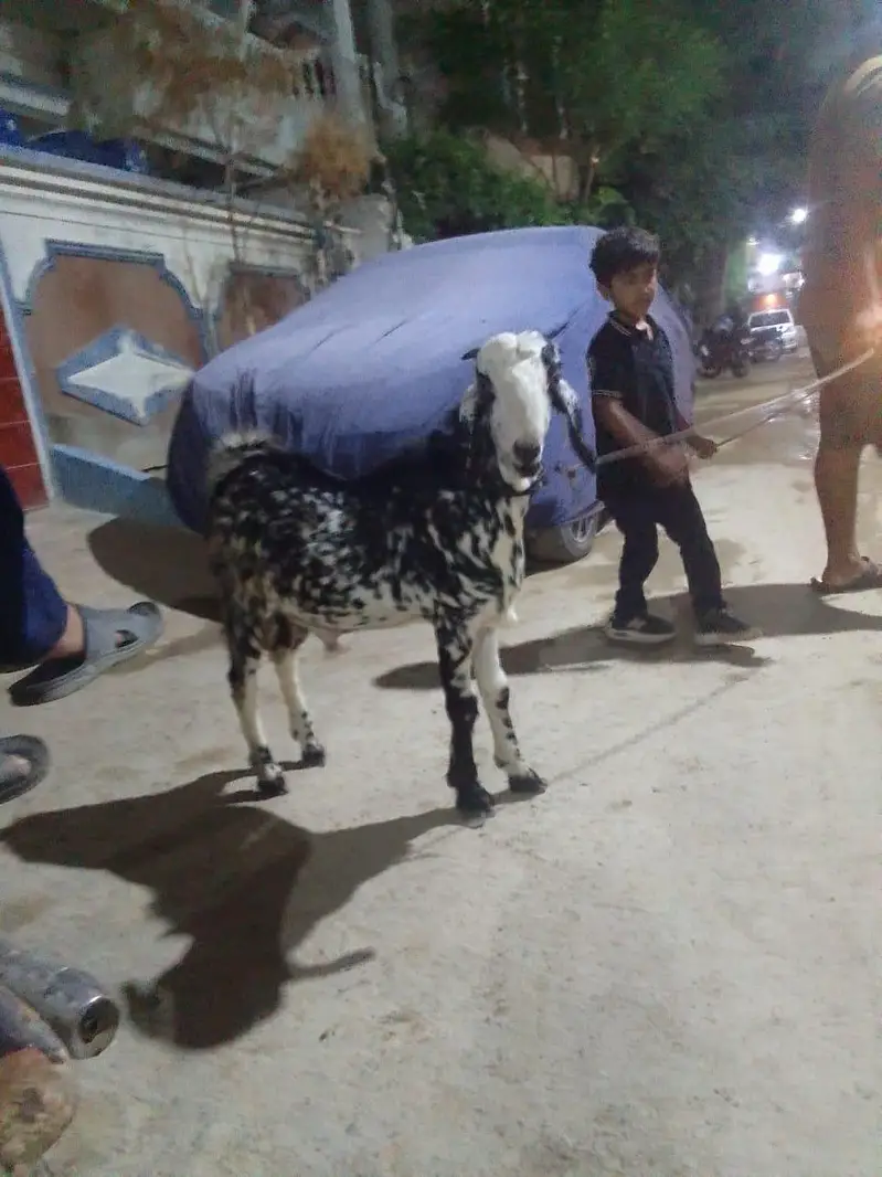tota puri 7 mahina ka ha — photo 2