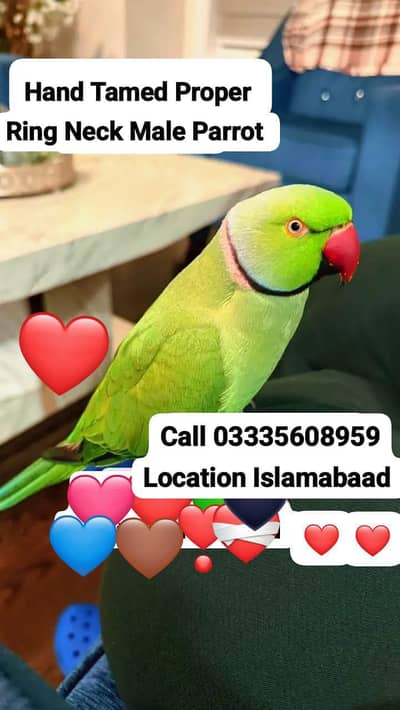 Hand Tamed Full Friendly Green Ring Neck Male Parrot
