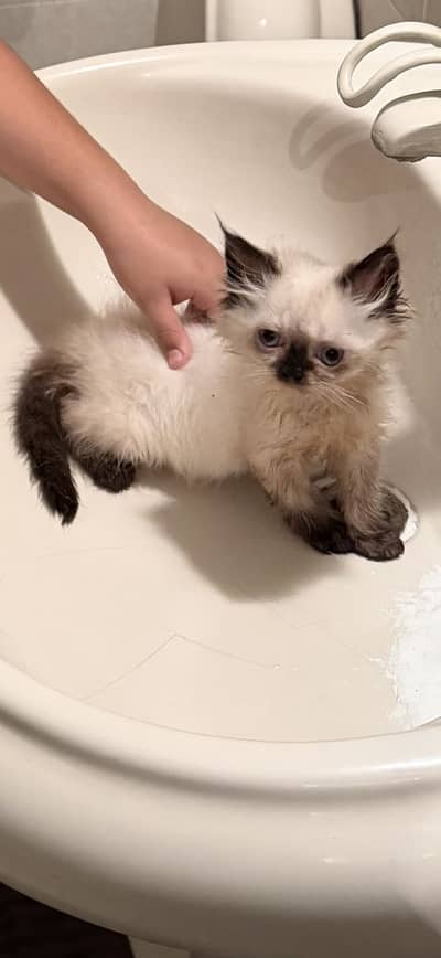 Persian cat for sale 2 months old