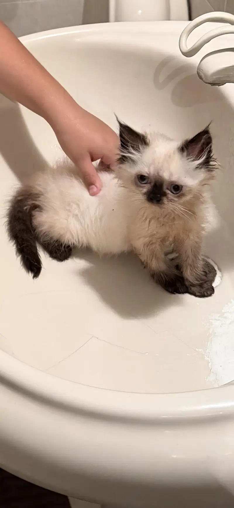 Persian cat for sale 2 months old — photo 2