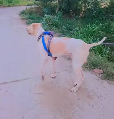bully dog