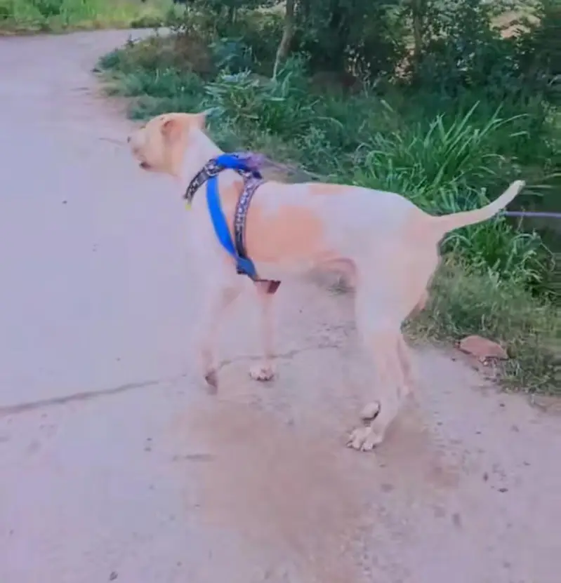 bully dog