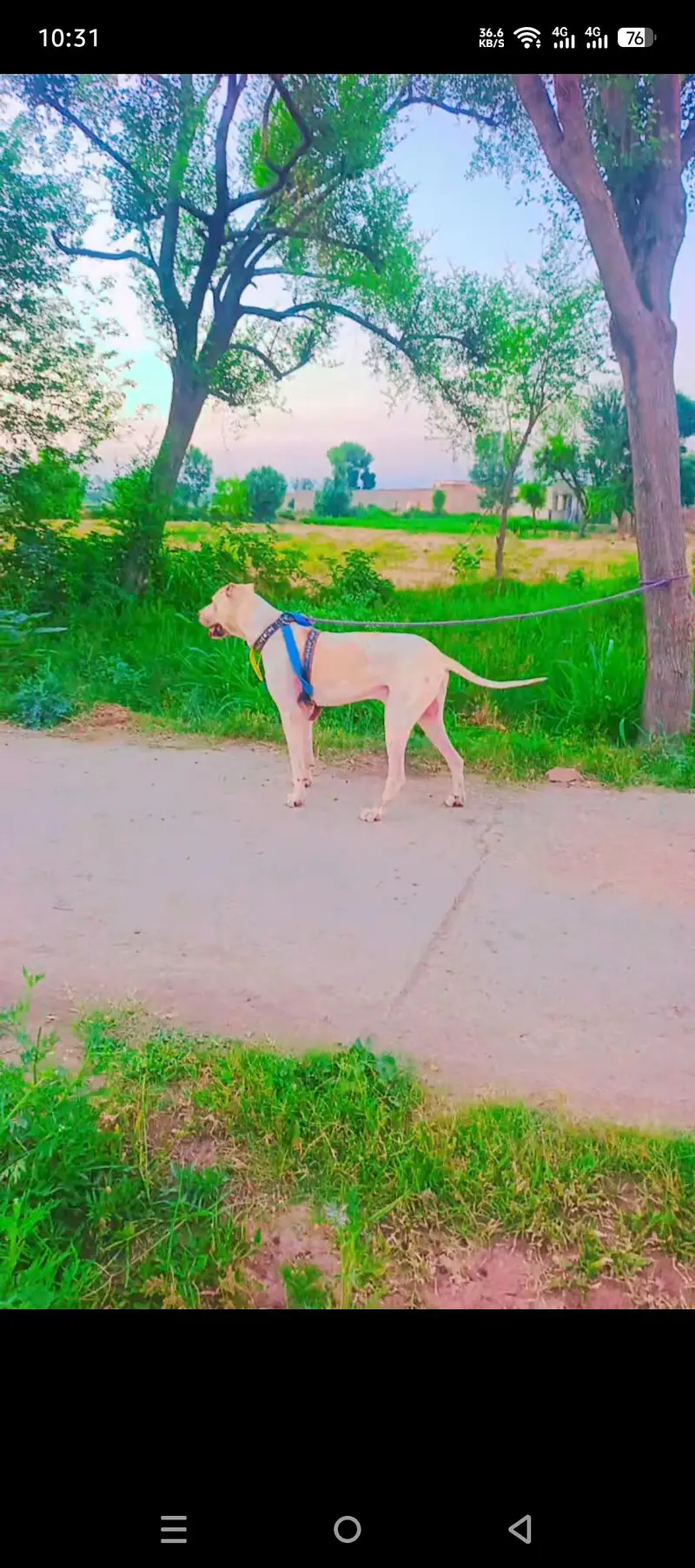bully dog — photo 2