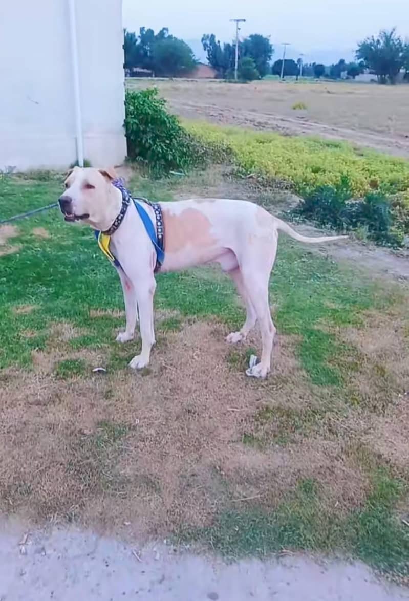 bully dog 2