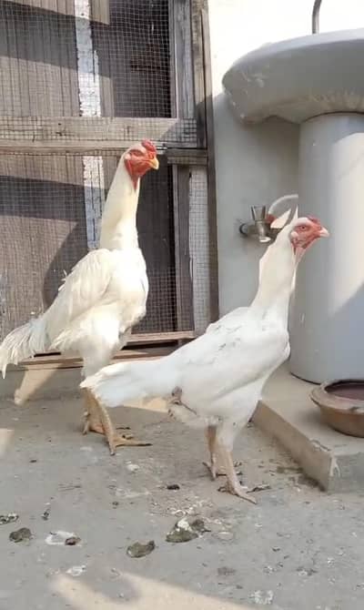 White Shamo Aseel