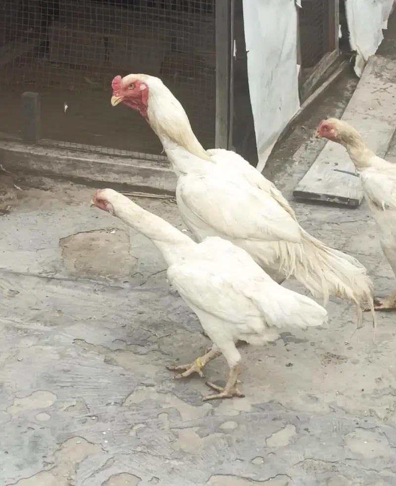 White Shamo Aseel — photo 2