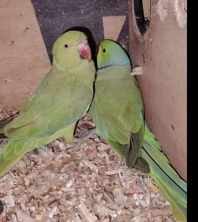 breeder parrot pair for sale