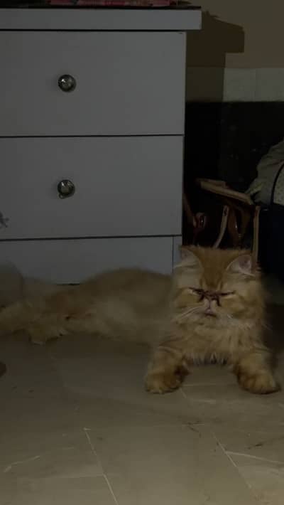 Peki/ Punch female Cat