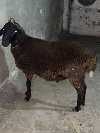 Gaddar menda for sale