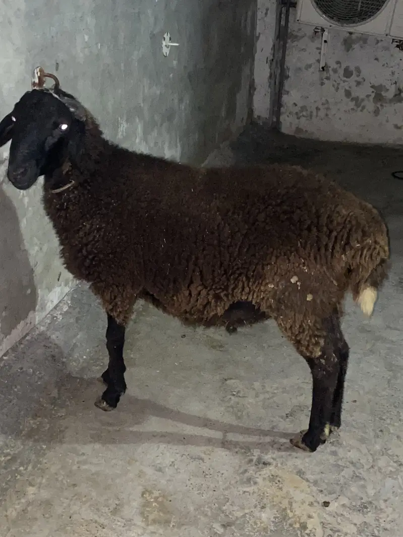 Gaddar menda for sale