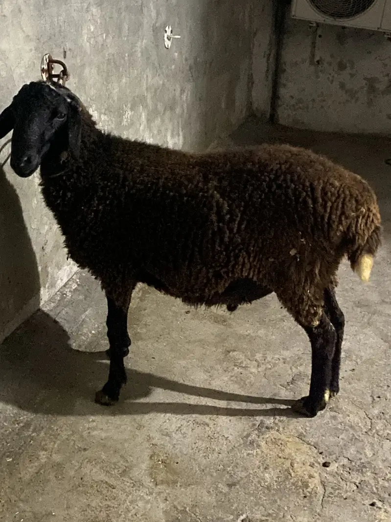 Gaddar menda for sale — photo 2
