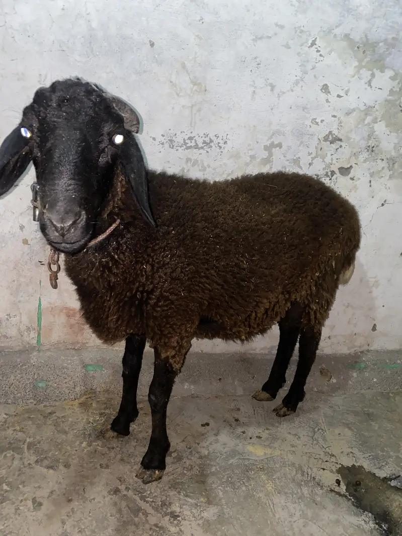 Gaddar menda for sale — photo 4