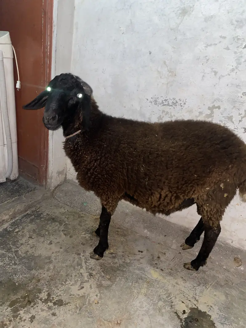 Gaddar menda for sale — photo 6