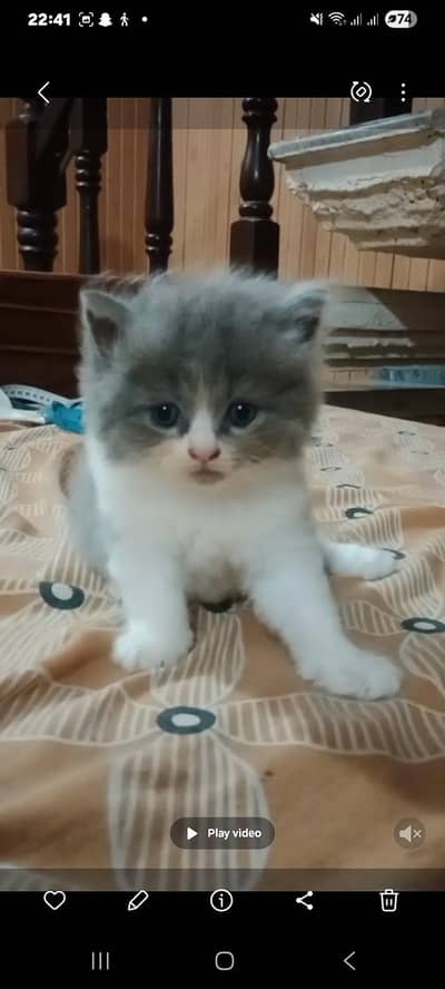 Cute British Shorthair Mix Kittens for Sale