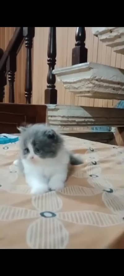 Cute British Shorthair Mix Kittens for Sale