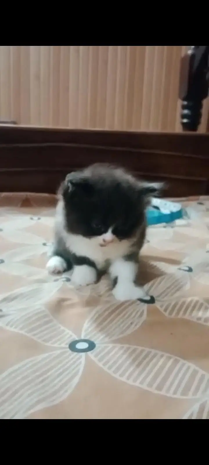 Cute British Shorthair Mix Kittens for Sale — photo 3