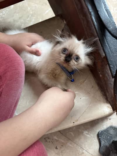 Persian cat for sale 2 months old