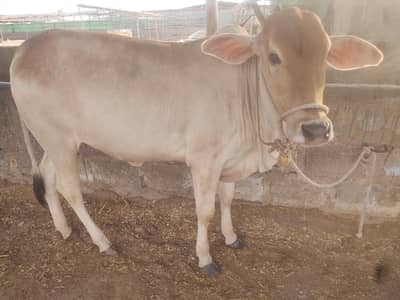 Healthy Sahiwal Cross Bachra – 14 Months – 200 KG Net Weight