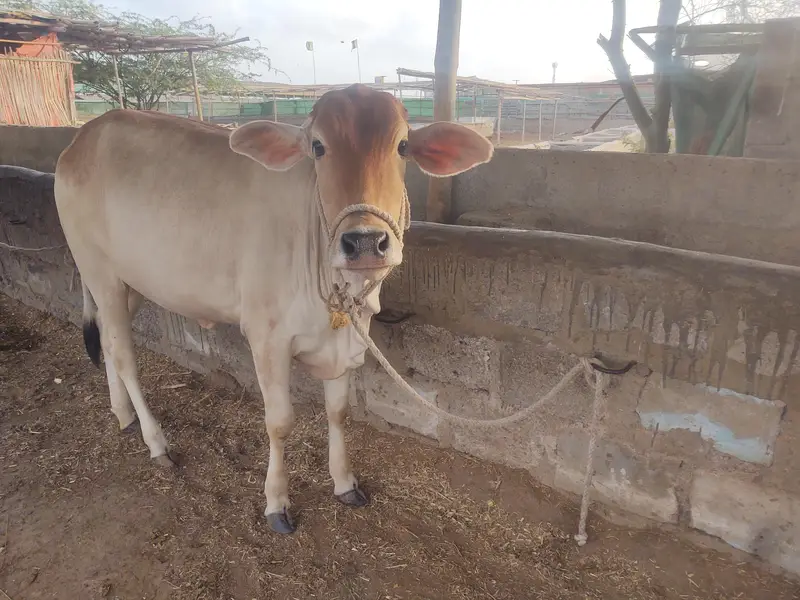 Healthy Sahiwal Cross Bachra – 14 Months – 200 KG Net Weight — photo 2