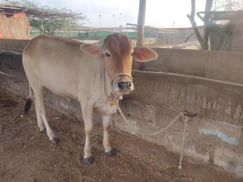 Healthy Sahiwal Cross Bachra – 14 Months – 200 KG Net Weight — photo 3