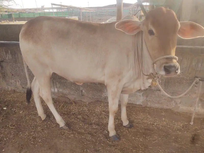 Healthy Sahiwal Cross Bachra – 14 Months – 200 KG Net Weight — photo 4