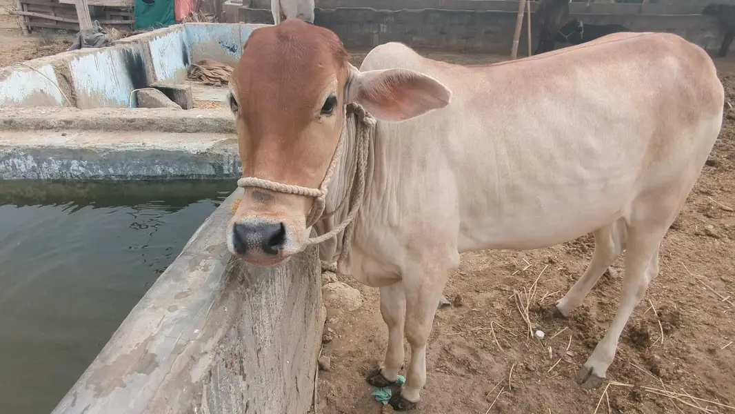 Healthy Sahiwal Cross Bachra – 14 Months – 200 KG Net Weight — photo 6