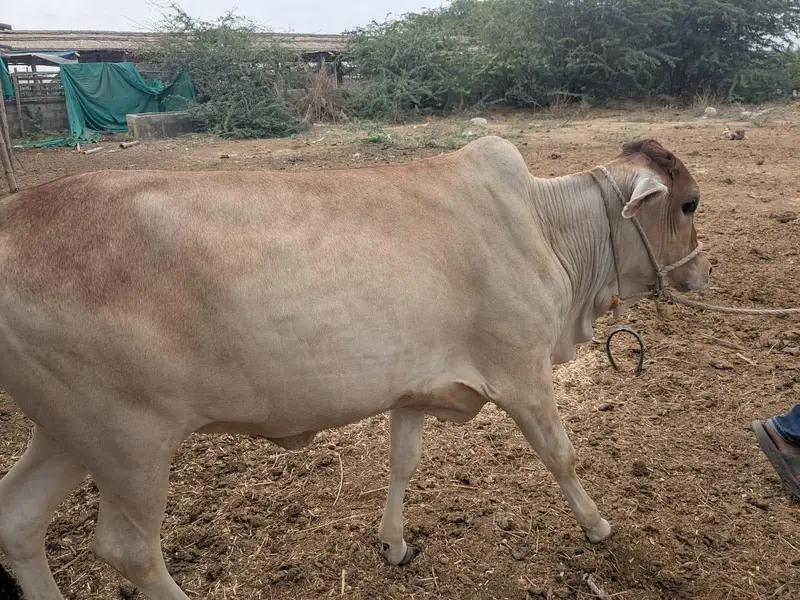 Healthy Sahiwal Cross Bachra – 14 Months – 200 KG Net Weight — photo 7