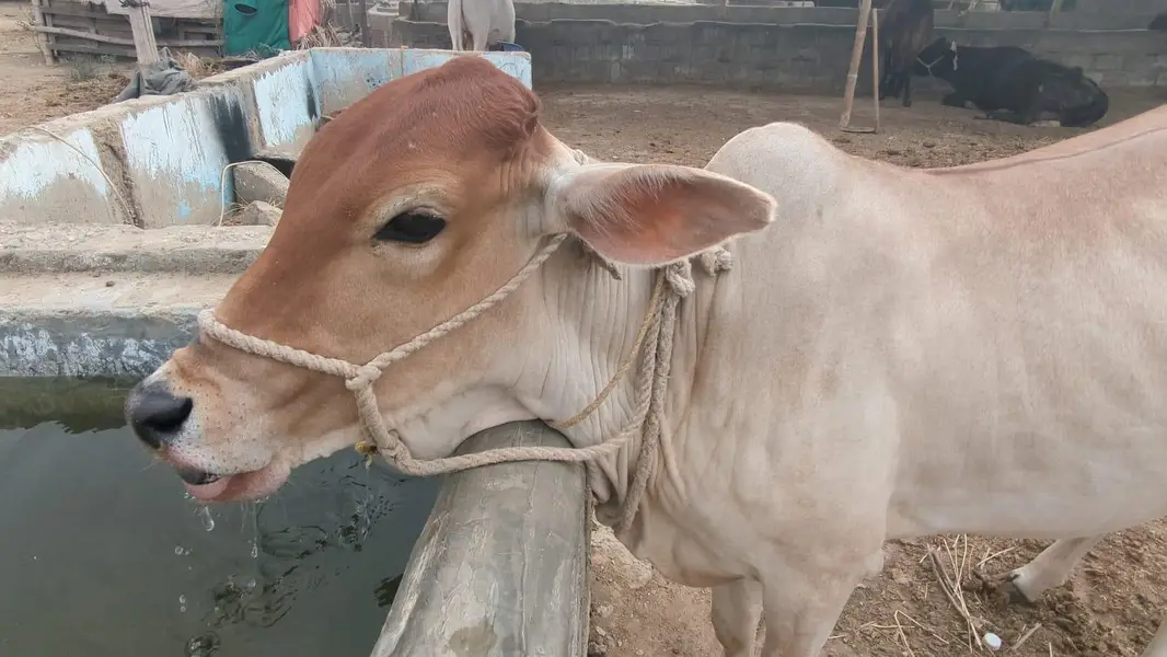 Healthy Sahiwal Cross Bachra – 14 Months – 200 KG Net Weight — photo 8