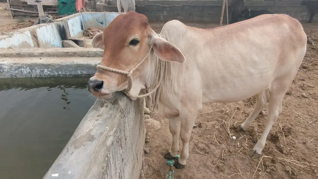 Healthy Sahiwal Cross Bachra – 14 Months – 200 KG Net Weight — photo 9
