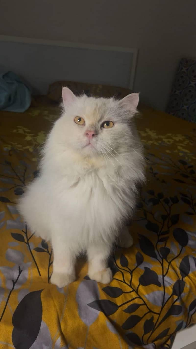 Persian Cat 0