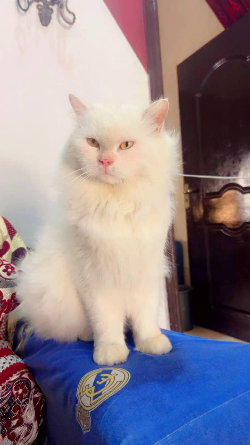 Persian Cat 1