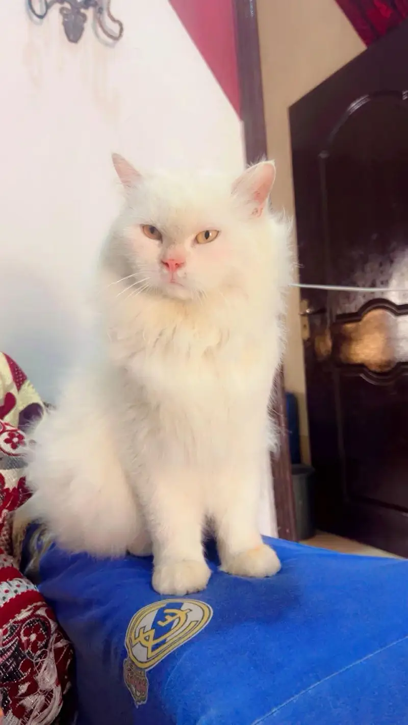 Persian Cat — photo 2