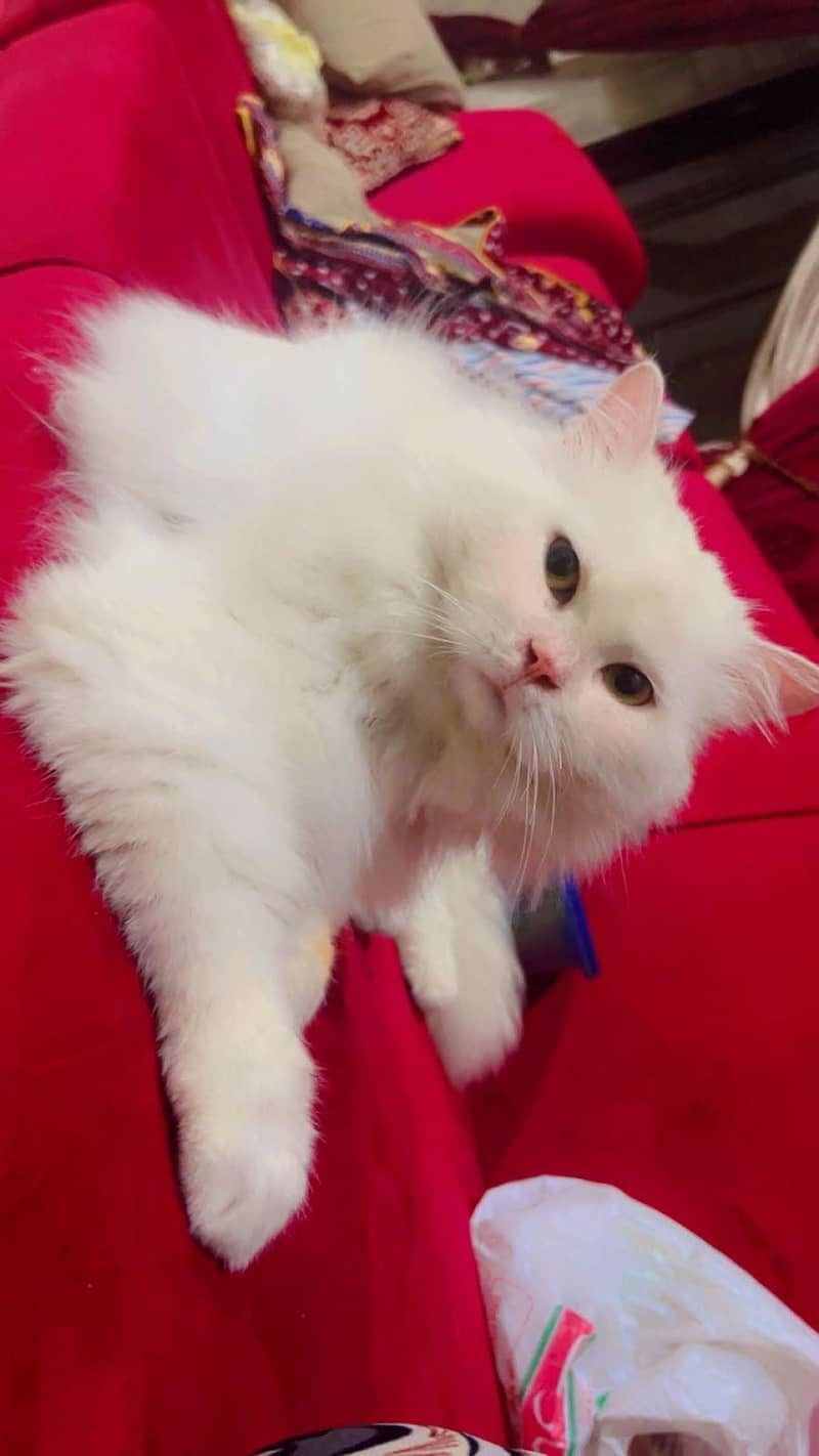 Persian Cat 2