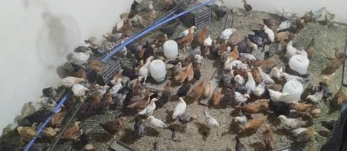 desi Murgee for sale