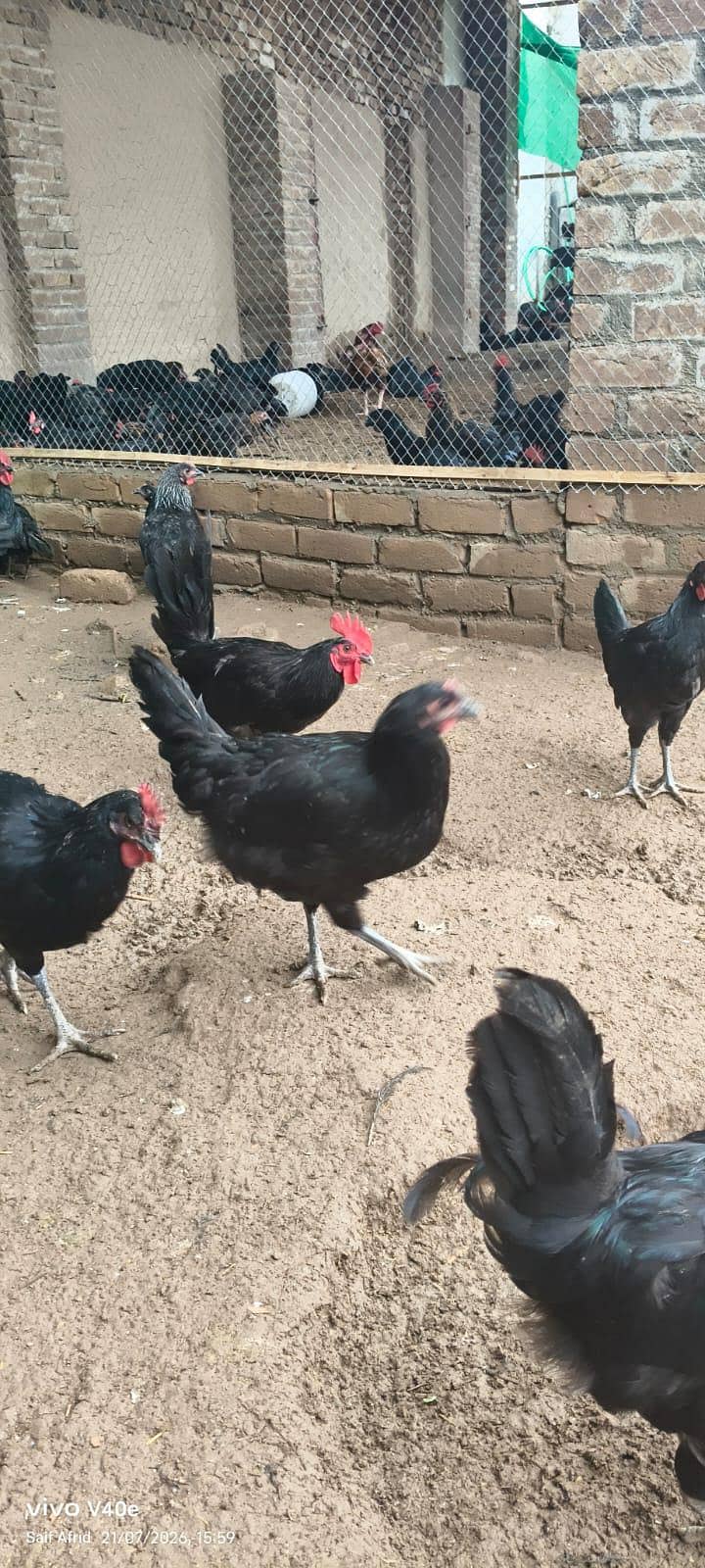 انڈوں کےلئے بھترین مرغیاں ۔۔انڈوں کے مشین ۔ 1