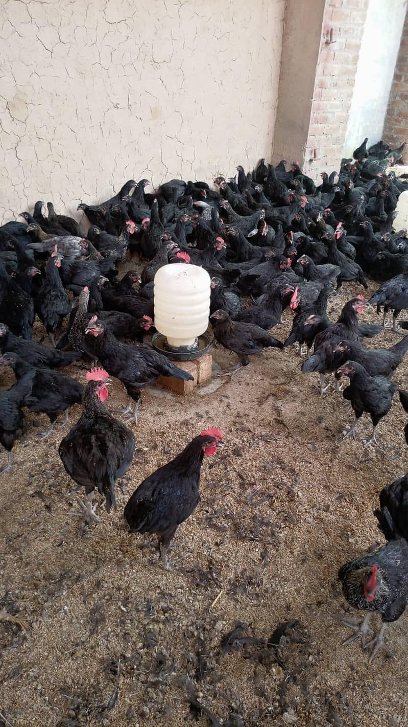 انڈوں کےلئے بھترین مرغیاں ۔۔انڈوں کے مشین ۔ 2