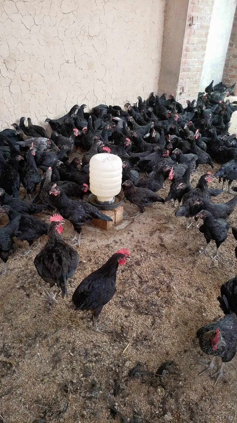 انڈوں کےلئے بھترین مرغیاں ۔۔انڈوں کے مشین ۔ — photo 3