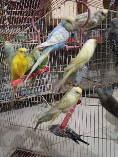 Budgies Breeder pair