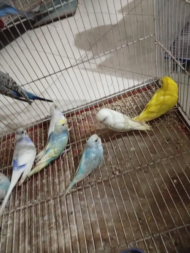 Budgies Breeder pair — photo 2
