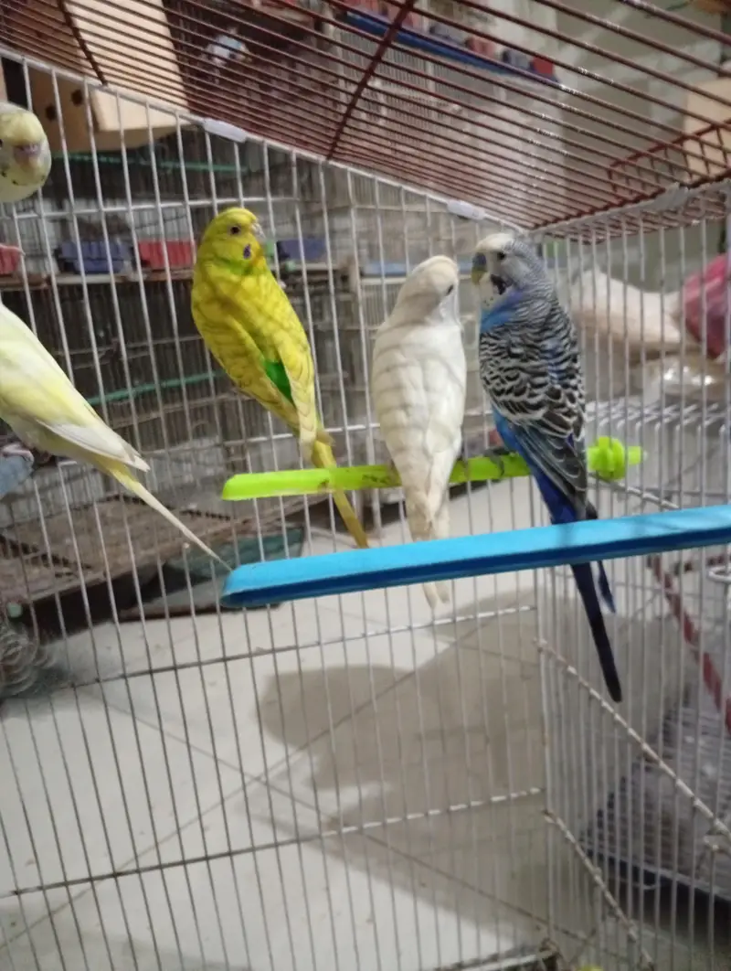 Budgies Breeder pair — photo 3