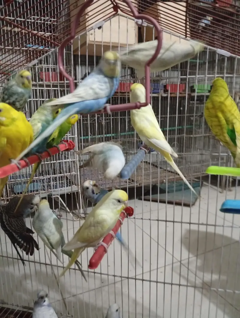 Budgies Breeder pair — photo 4