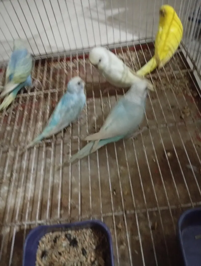 Budgies Breeder pair — photo 5