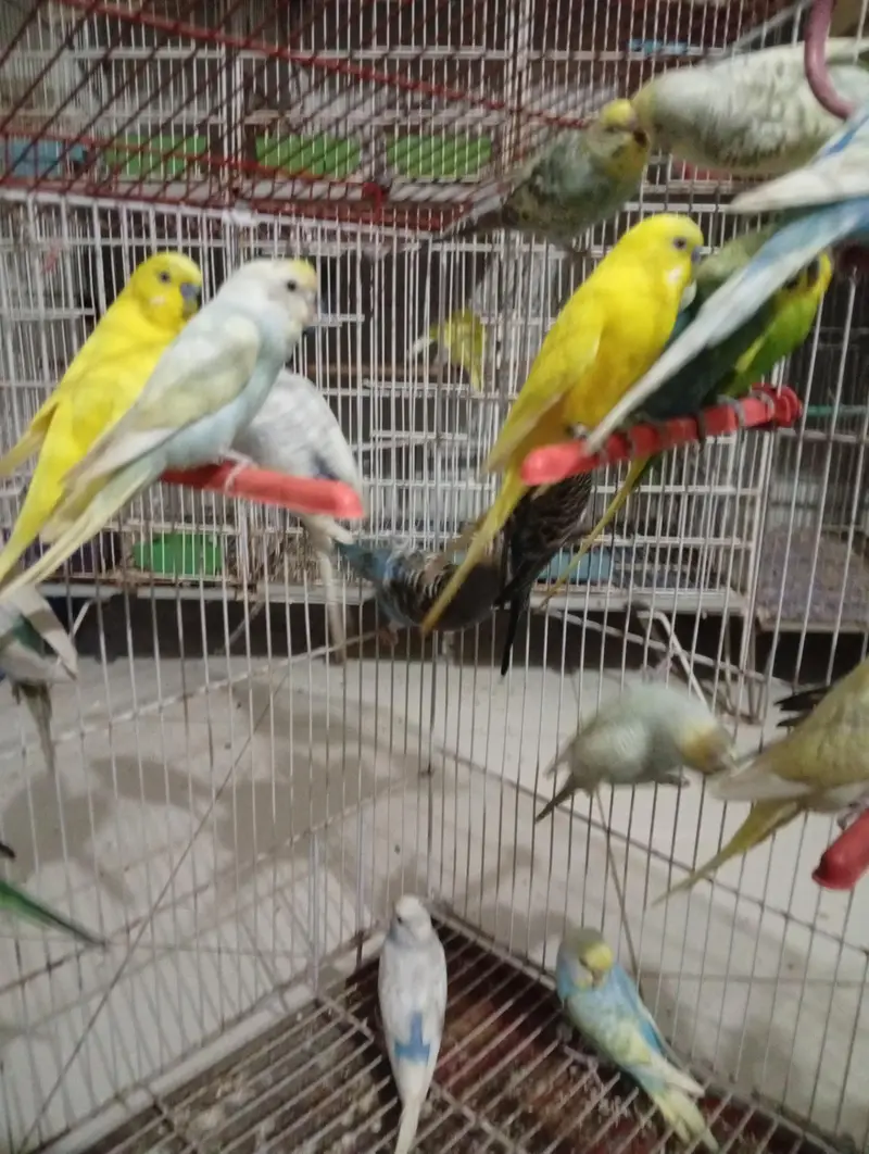 Budgies Breeder pair — photo 6