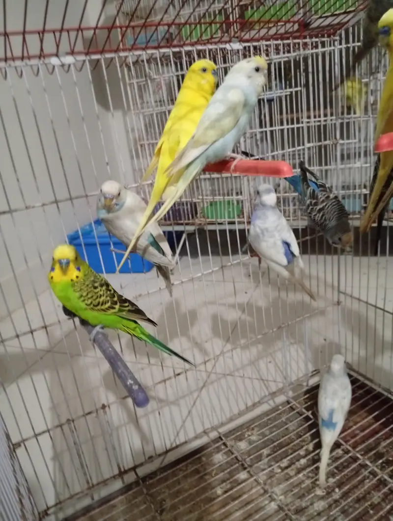 Budgies Breeder pair — photo 7