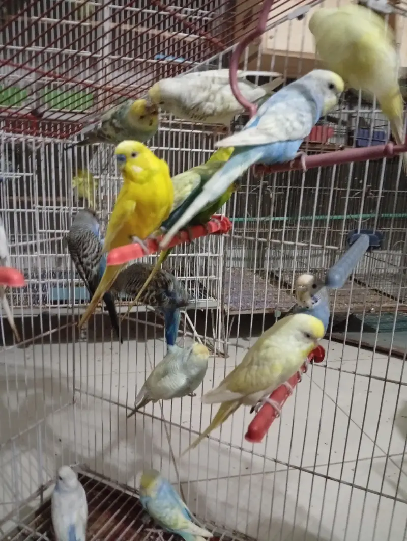 Budgies Breeder pair — photo 8